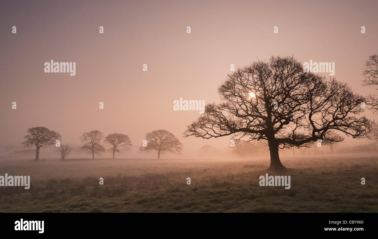 Arbres dans la brume au lever du soleil, Devon, Angleterre. L'hiver (mars) 2014. Banque D'Images