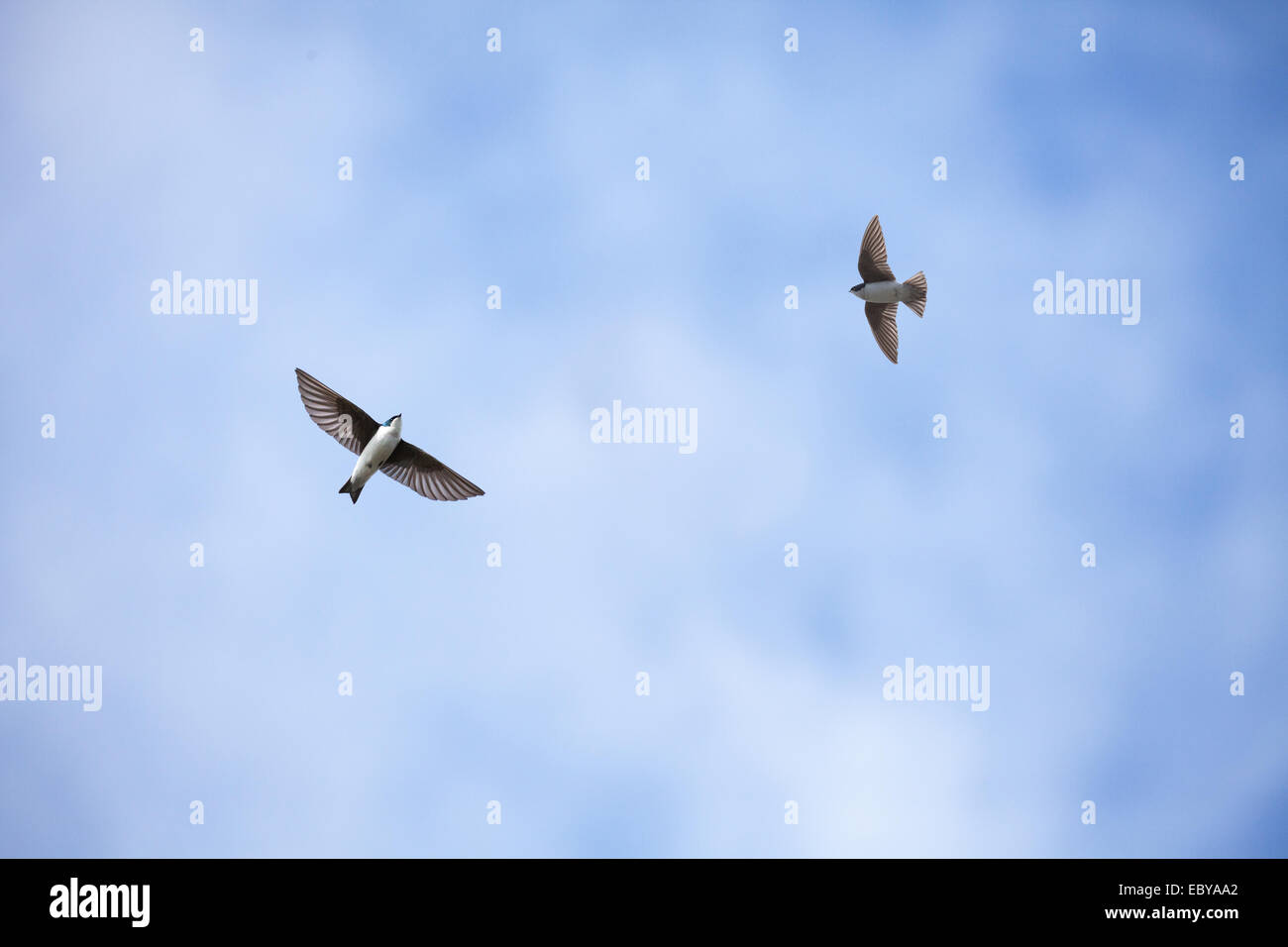 Flying Tree Swallow Banque D'Images