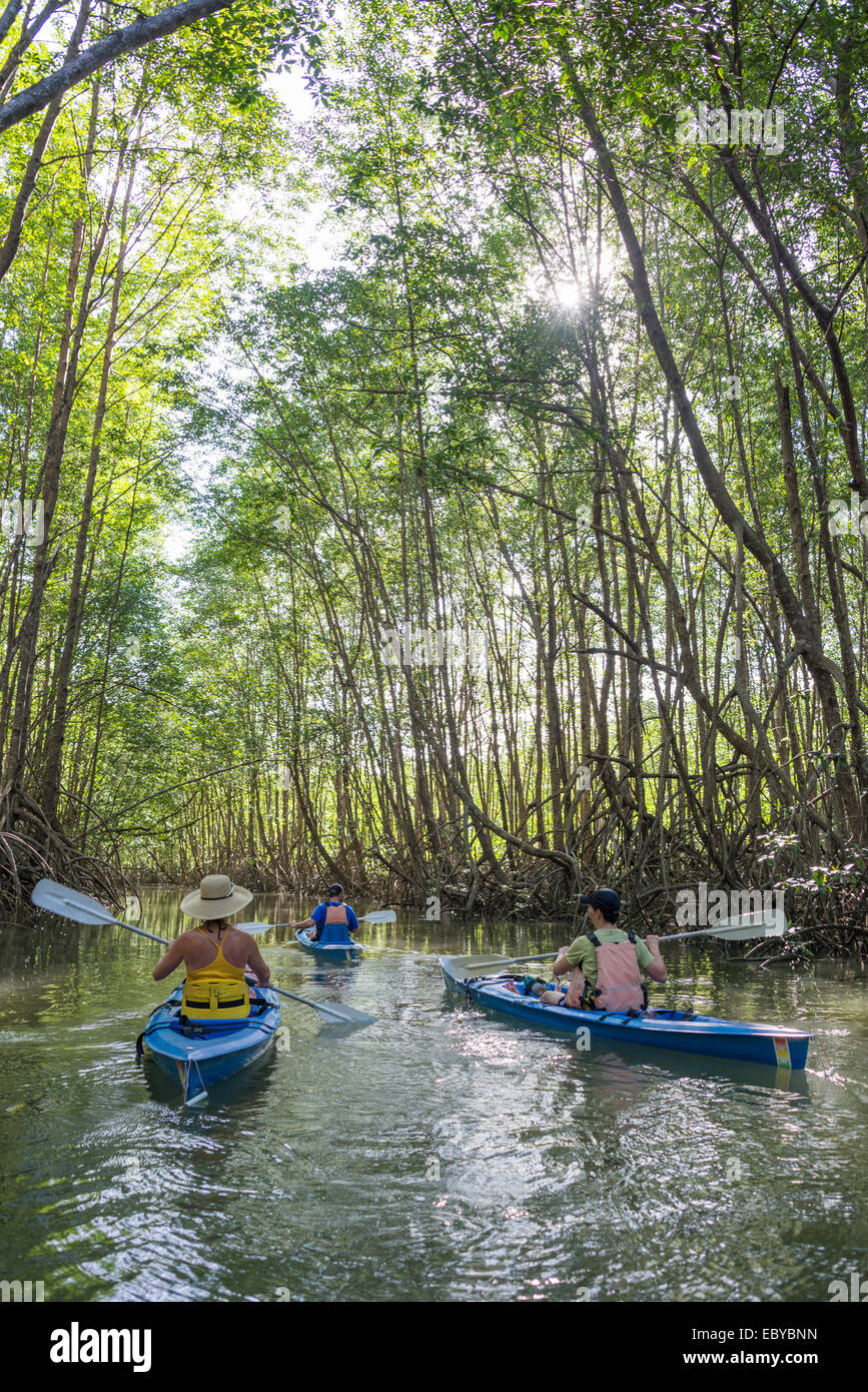 Kayak de mer à l'approche de mangroves au Costa Rica Banque D'Images
