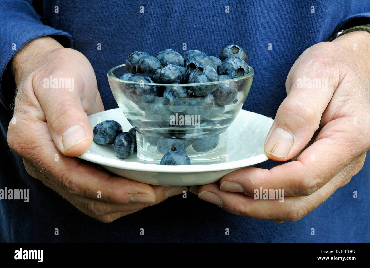 Man's hands holding Vaccinium corymbosum - bleuets en verre vintage bol du désert blanc sur une soucoupe Banque D'Images