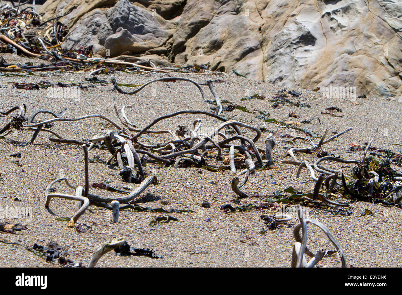 Driftwood lavés à terre et couché sur le sable à Moonstone Beach près de Cambria, Californie, Etats-Unis en juillet Banque D'Images