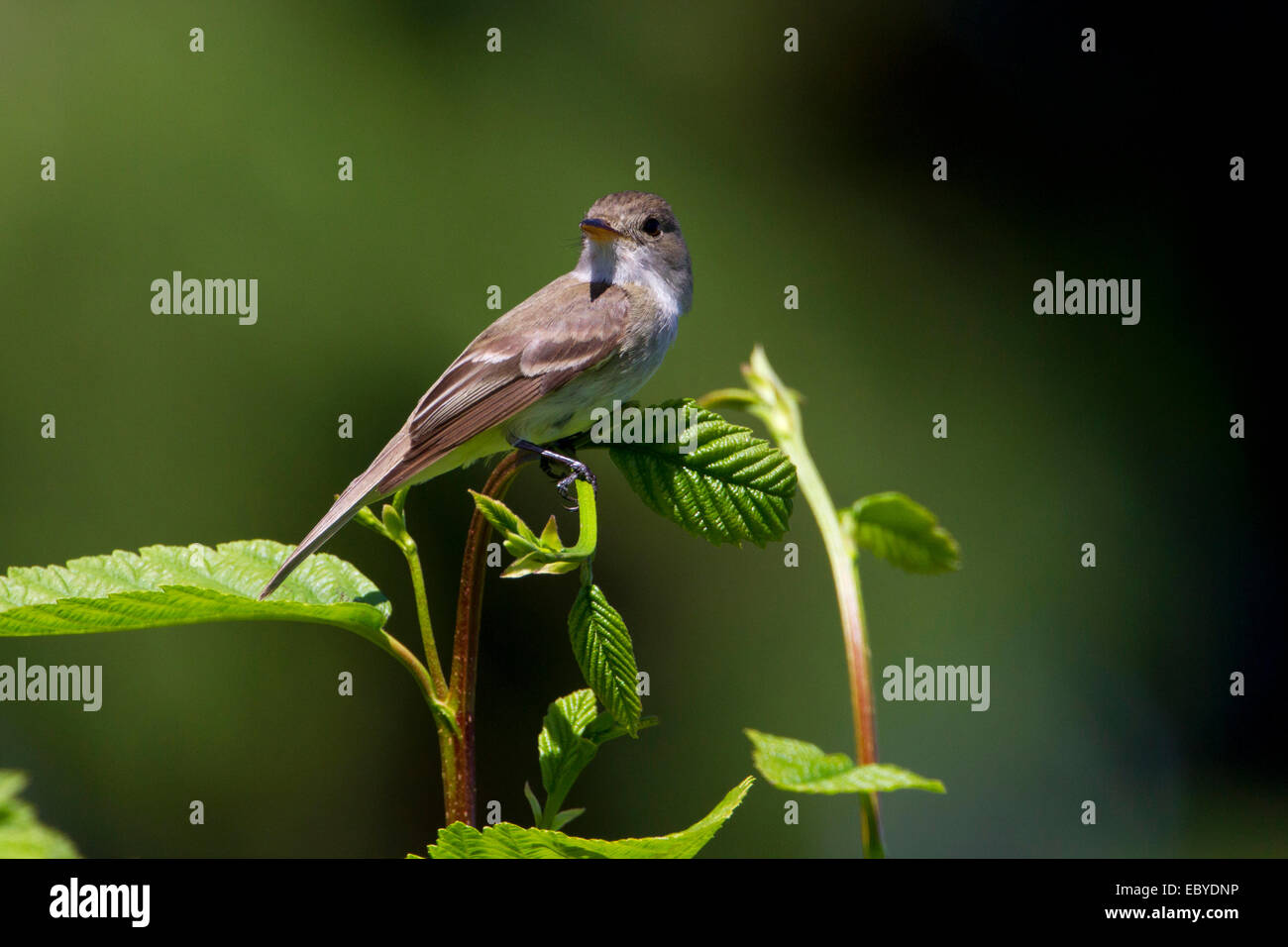 Moucherolle des saules (Empidonax traillii) perché sur un buisson dans le jardin à Nanaimo, île de Vancouver, BC, Canada en juillet Banque D'Images