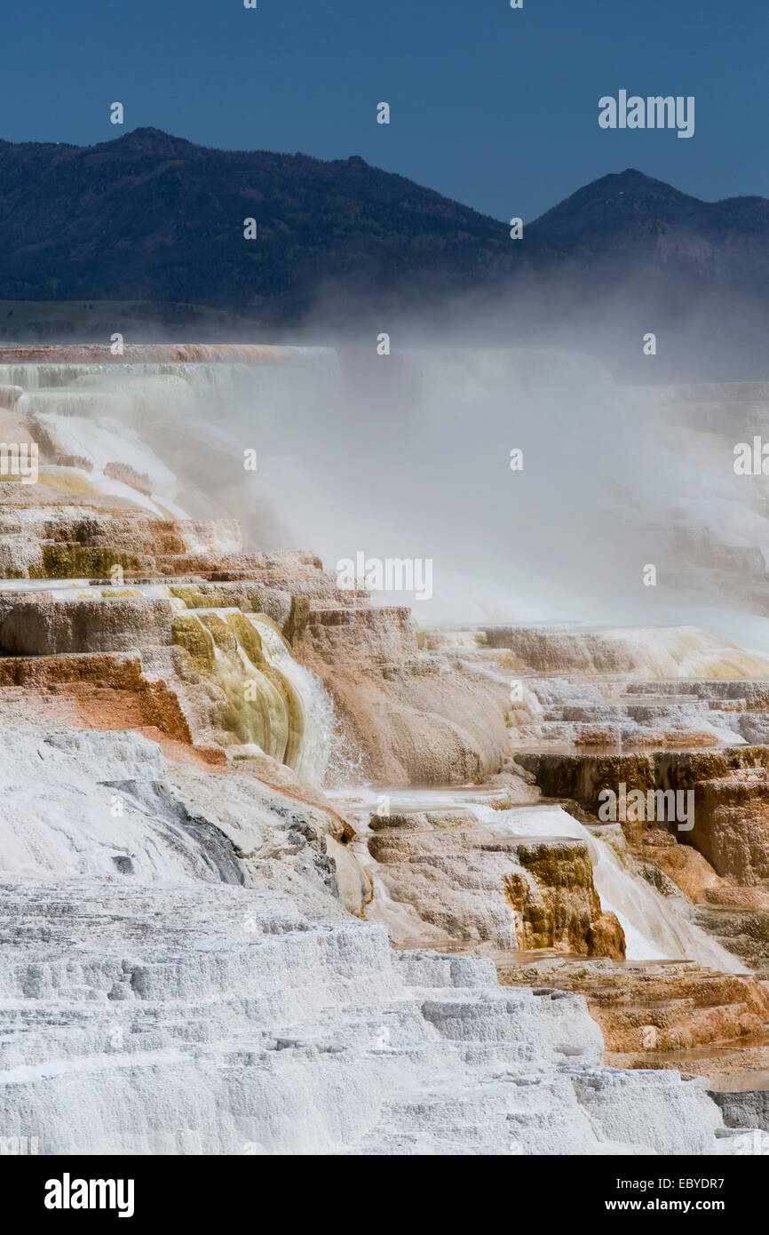 USA, Wyoming, Yellowstone National Park, Mammoth Hot Springs Banque D'Images