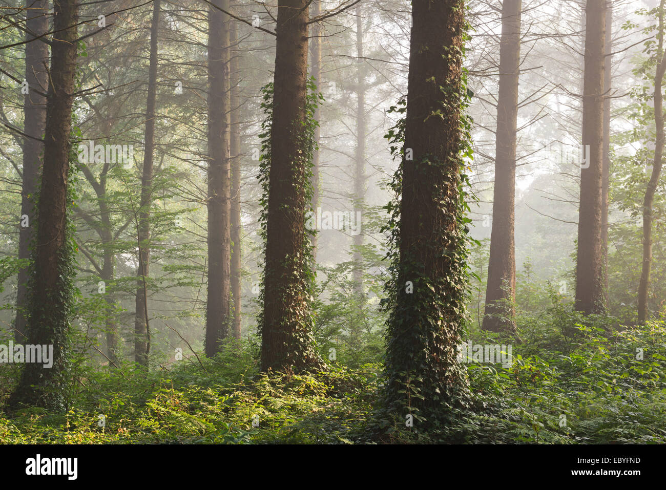 Forêt de pins avec la lumière du soleil tôt le matin, l'Évêque Morchard, Devon, Angleterre. L'automne (septembre) 2014. Banque D'Images