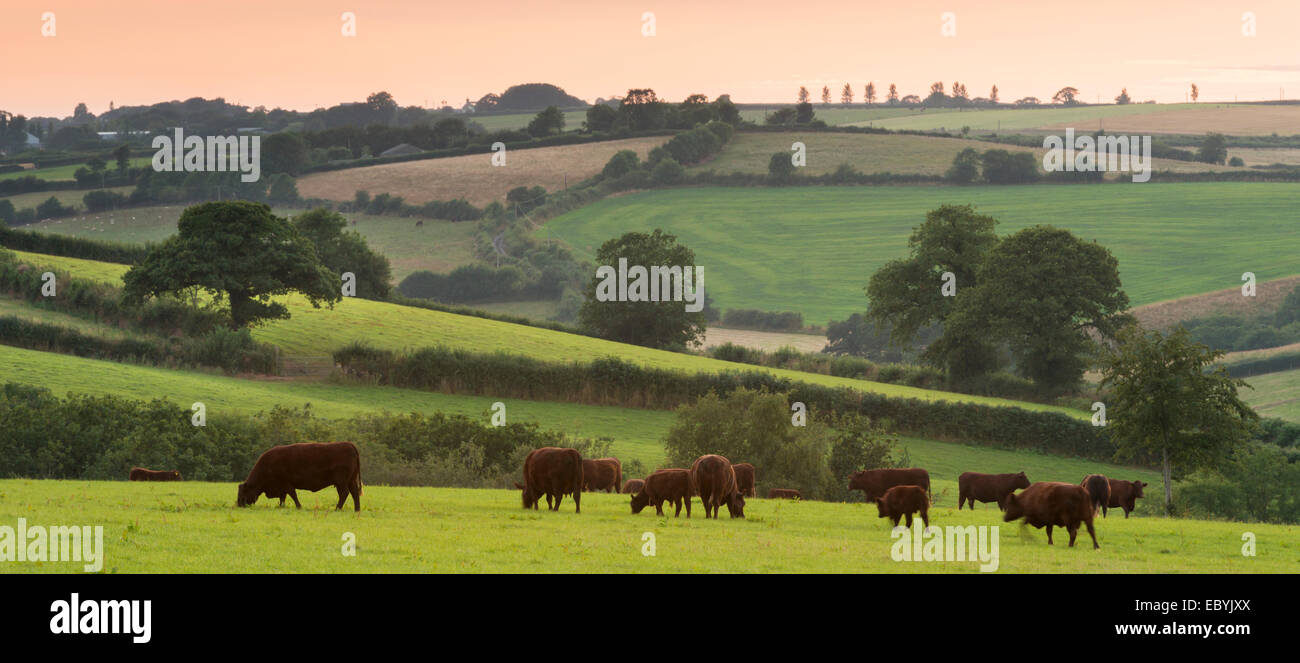 North Devon rubis rouge le pâturage du bétail dans la campagne vallonnée, chien noir, Devon, Angleterre. L'été (juillet) 2014. Banque D'Images