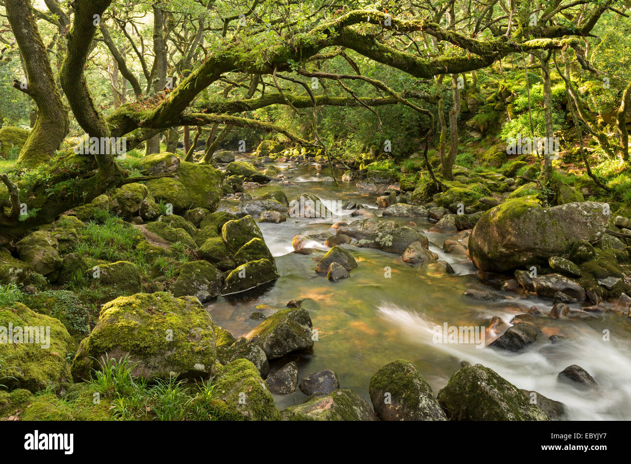 Rocky River Plym circulant dans Dewerstone Wood, Dartmoor, dans le Devon, Angleterre. En été (juin) 2014. Banque D'Images