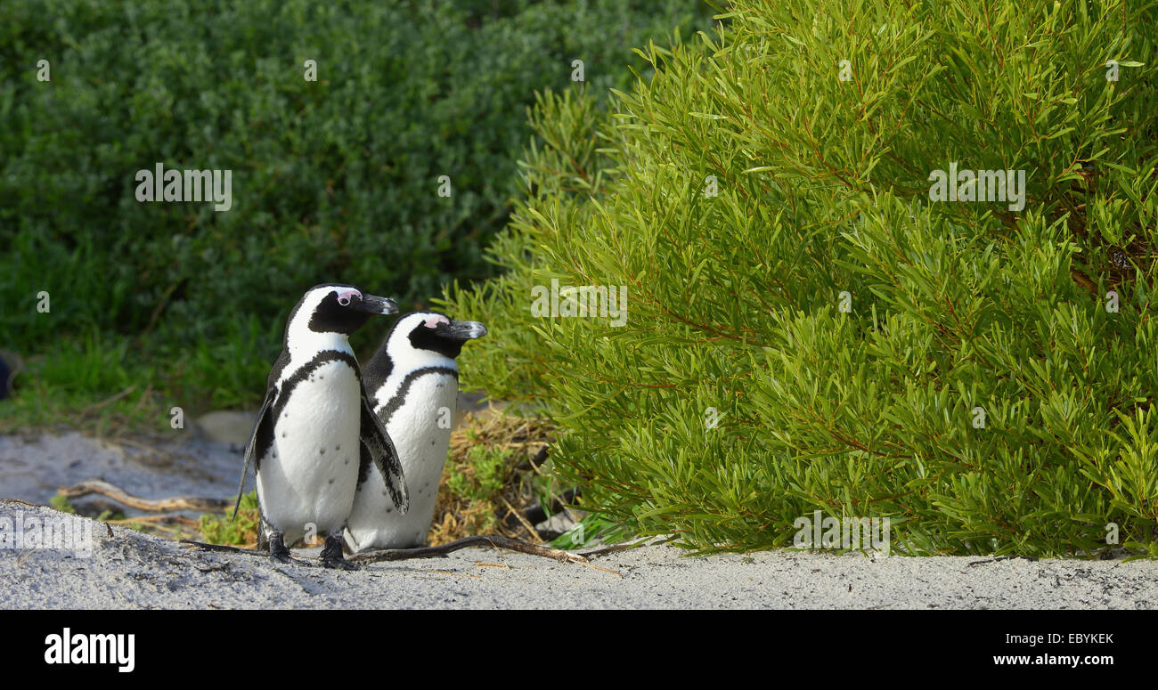 Pingouins africains (Spheniscus demersus). L'Afrique du Sud Banque D'Images