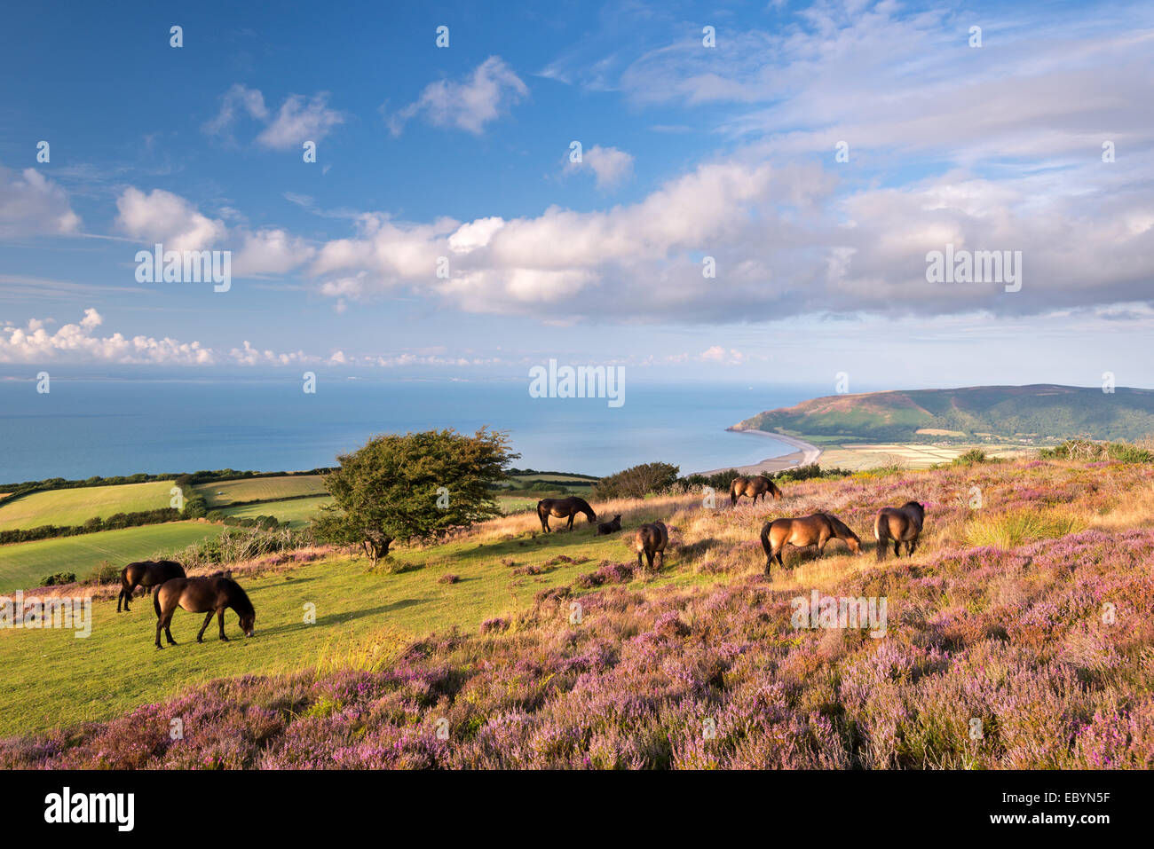 Poneys Exmoor paître sur les landes couvertes de bruyère commune sur Porlock, Exmoor, Somerset, Angleterre. L'été (août) 2014. Banque D'Images