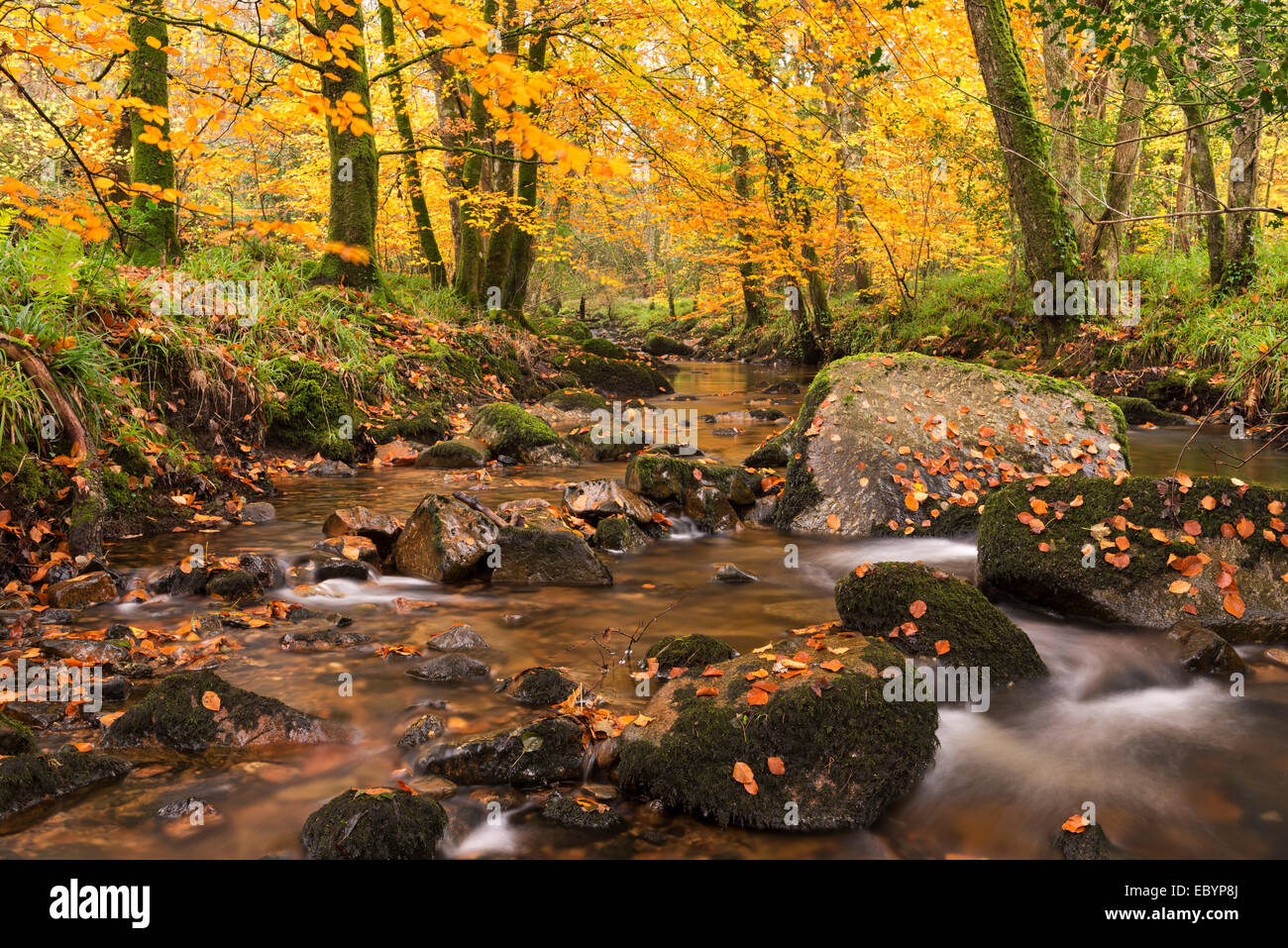 River Teign entouré par des arbres d'automne, Dartmoor, dans le Devon, Angleterre. L'automne (novembre) 2014. Banque D'Images