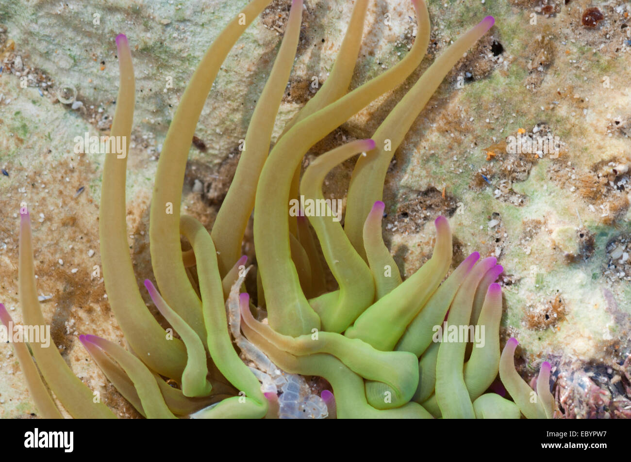 De près de l'embout pourpre tentacules d'un Snakelocks Anemone prises à Hope Gap, près de Seaford, East Sussex Banque D'Images