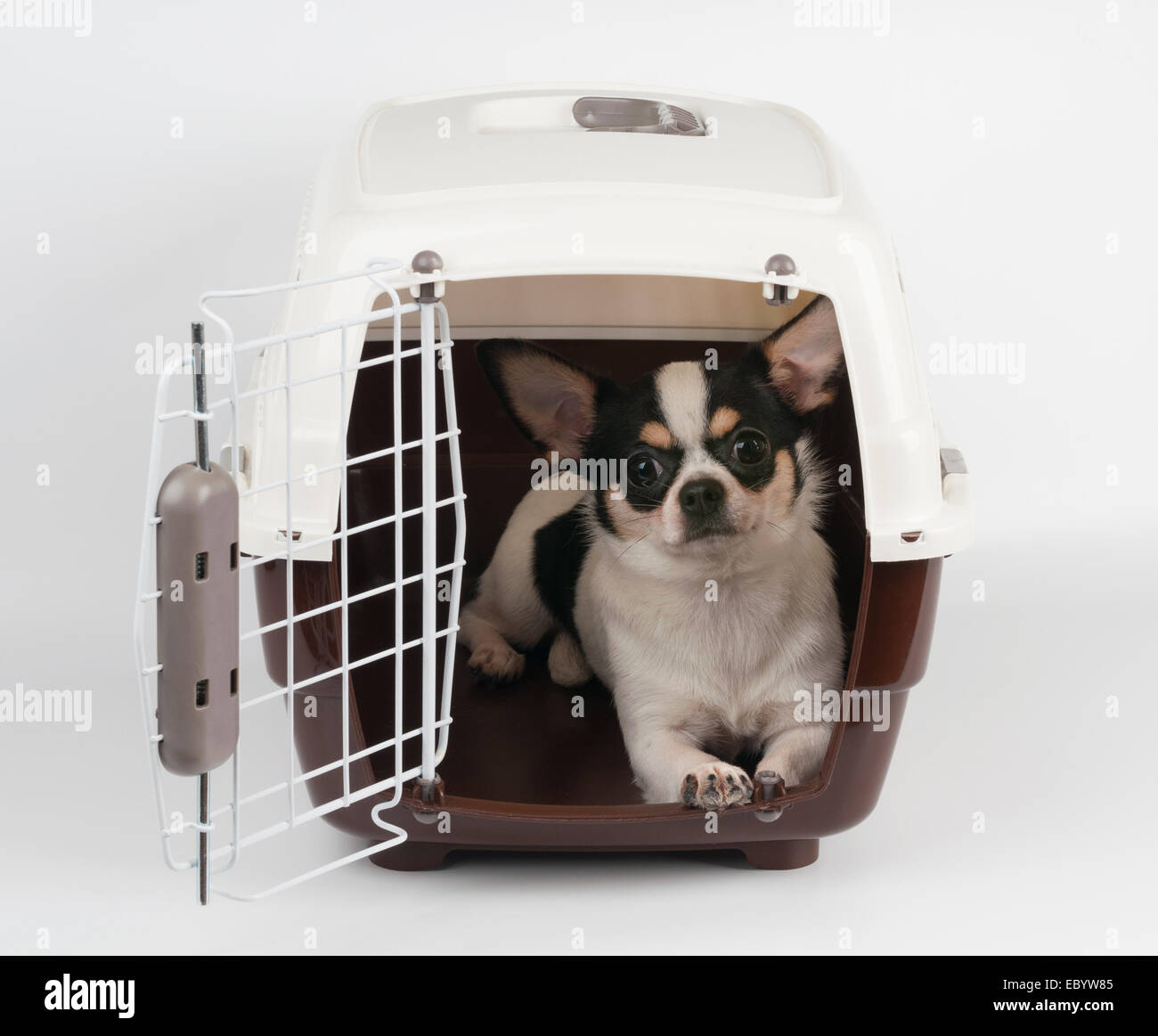 Chien dans un sac de transport pour animaux de compagnie Banque de photographies et d’images à