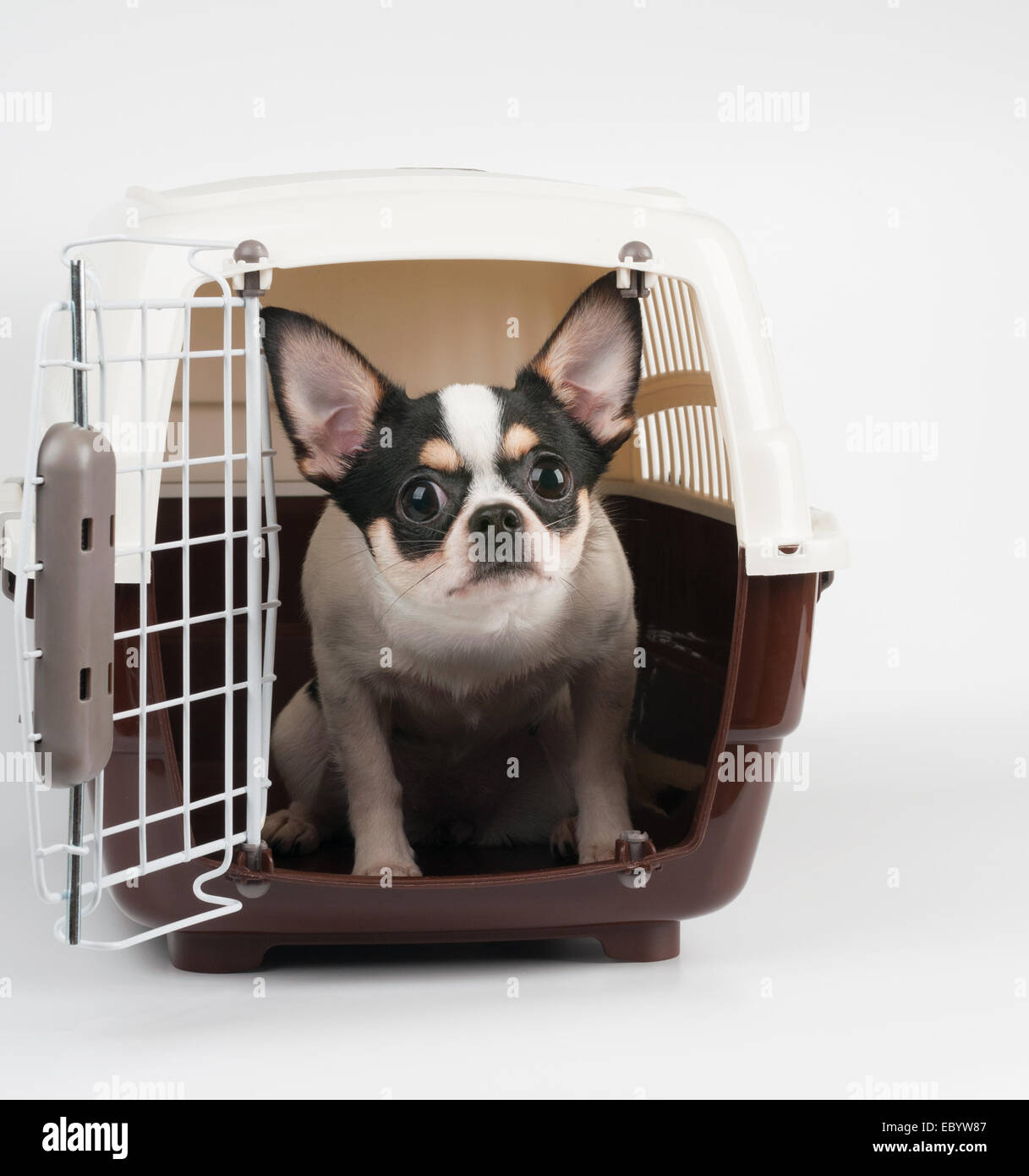 Surpris Chihuahua donne de pet carrier Banque D'Images