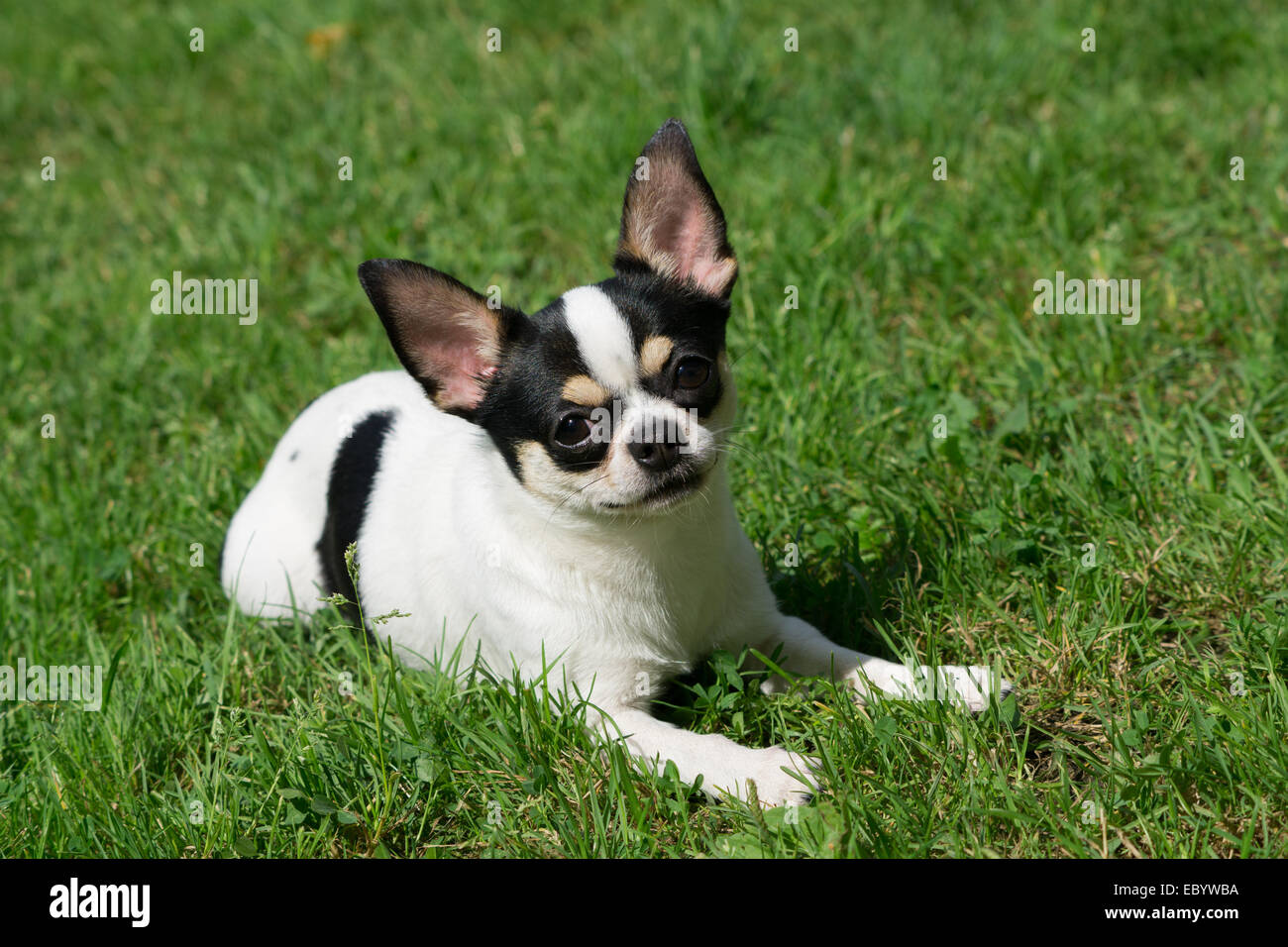 L'un chihuahua se trouve sous le soleil sur l'herbe Banque D'Images