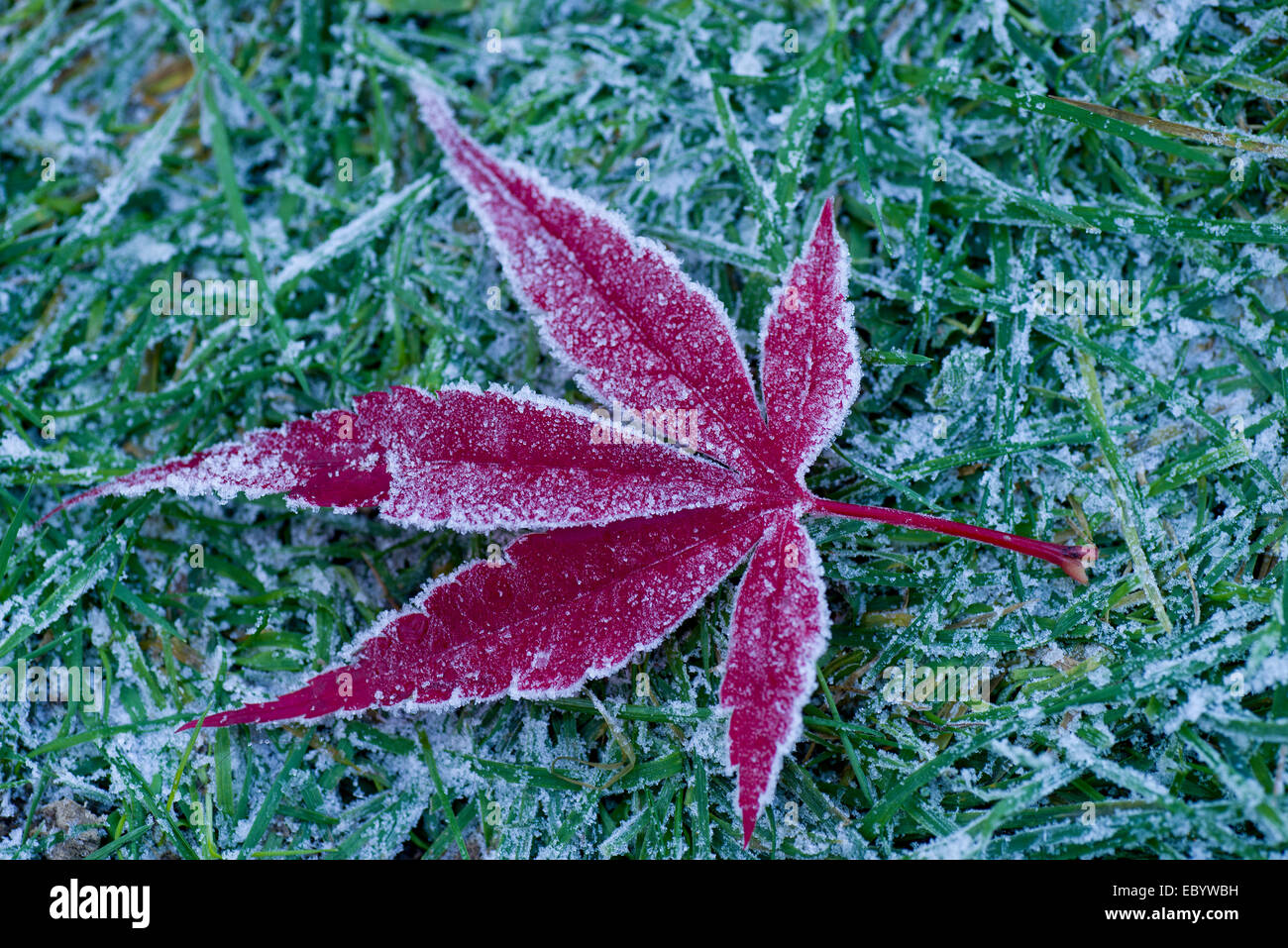 Tôt le matin le givre sur une feuille rouge acer sur un jardin pelouse givrée Banque D'Images