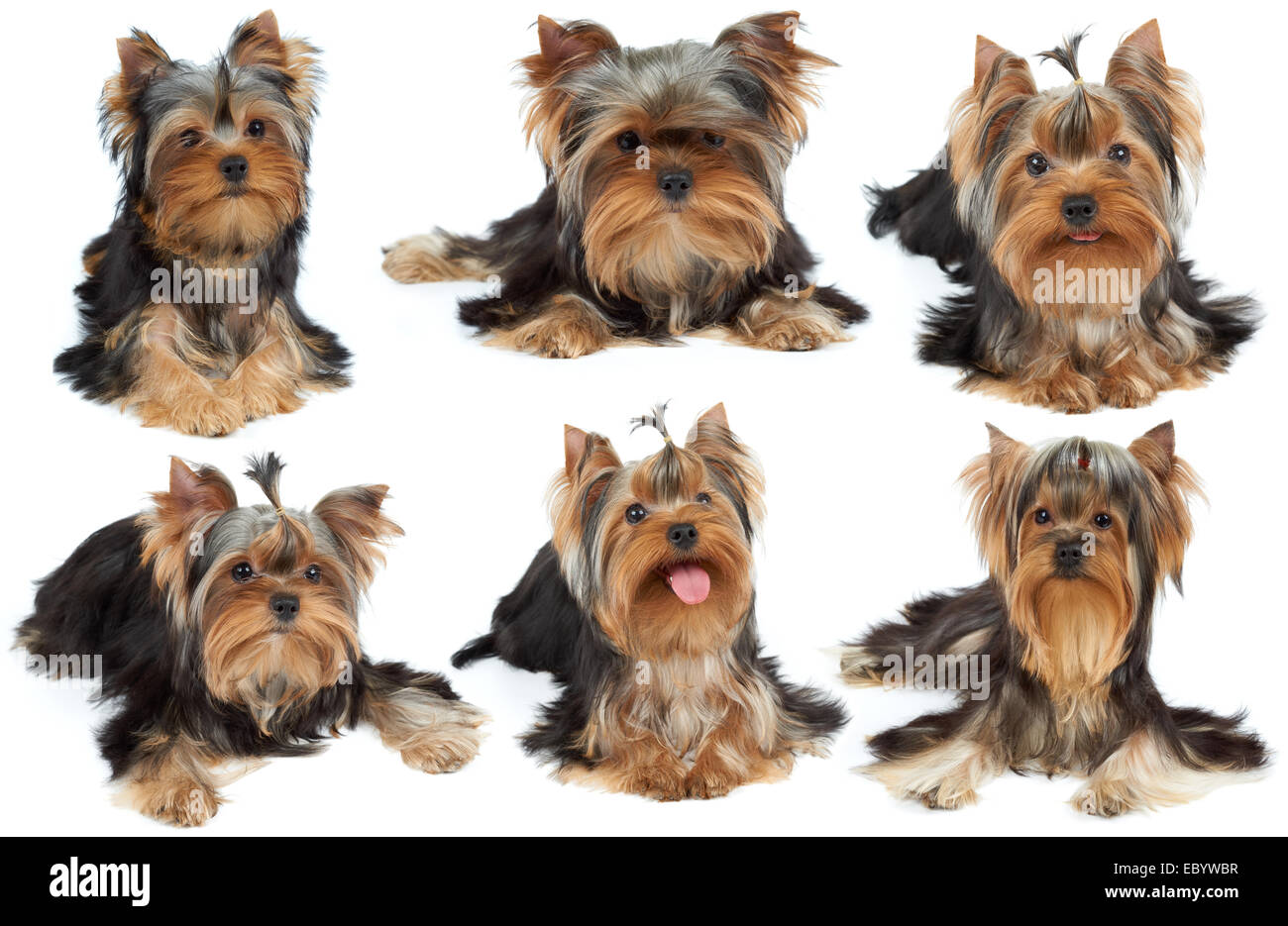Collection de six cute Yorkshire Terriers over white Banque D'Images