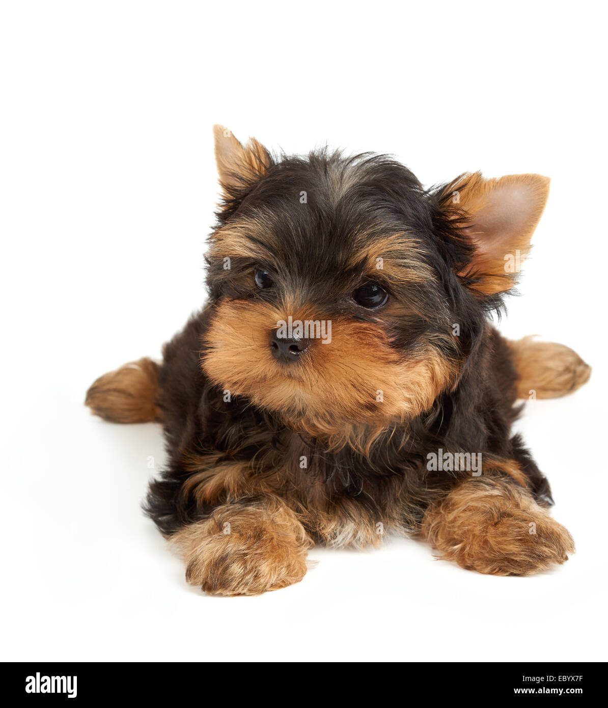 Adorable petit chien isolé sur blanc. Yorkshire Terrier Banque D'Images