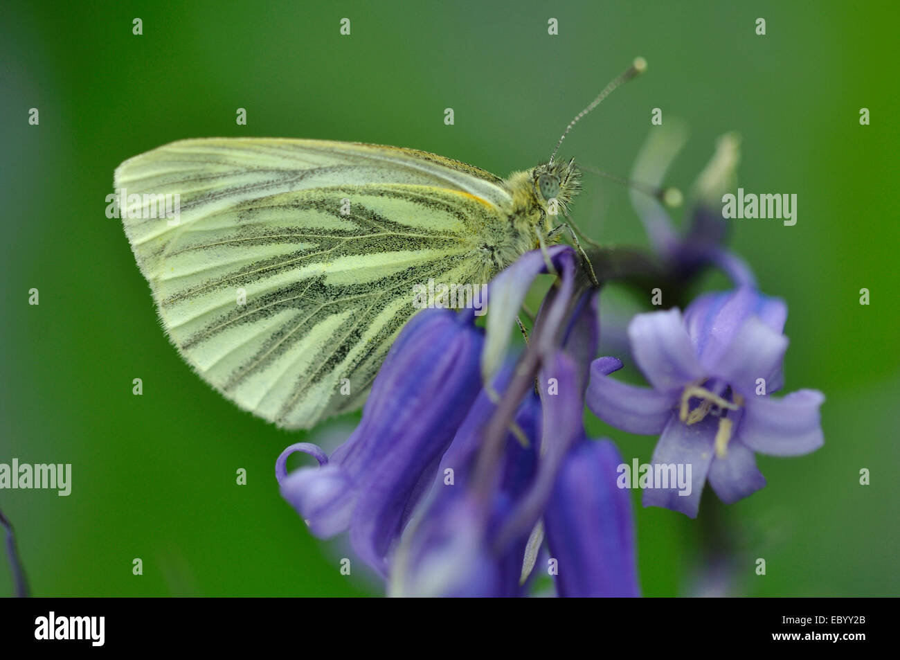 Papillon blanc veiné de vert au repos sur fleur bluebell Banque D'Images