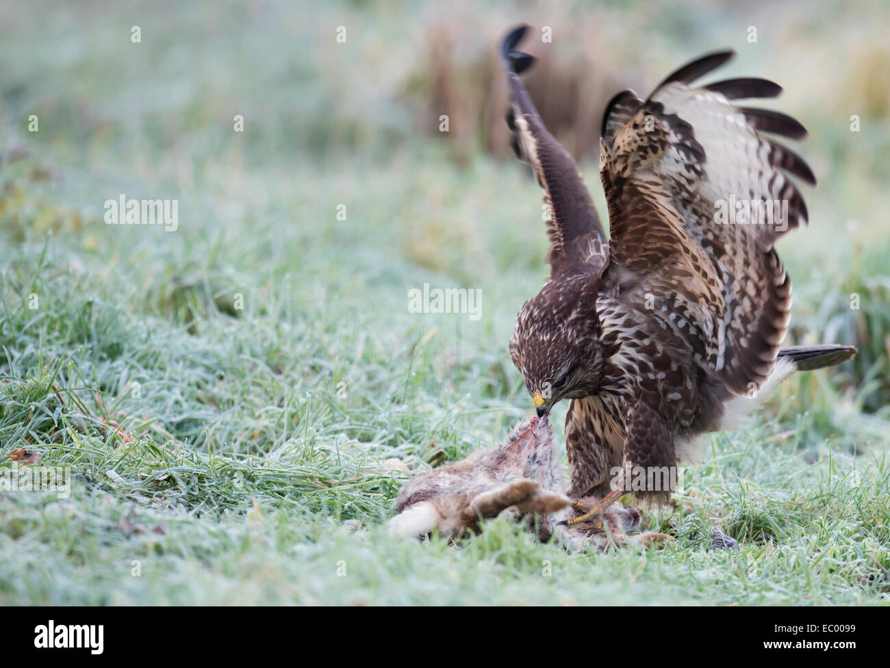 Wild Buse variable, Buteo buteo au sol se nourrissant d'un lapin Banque D'Images
