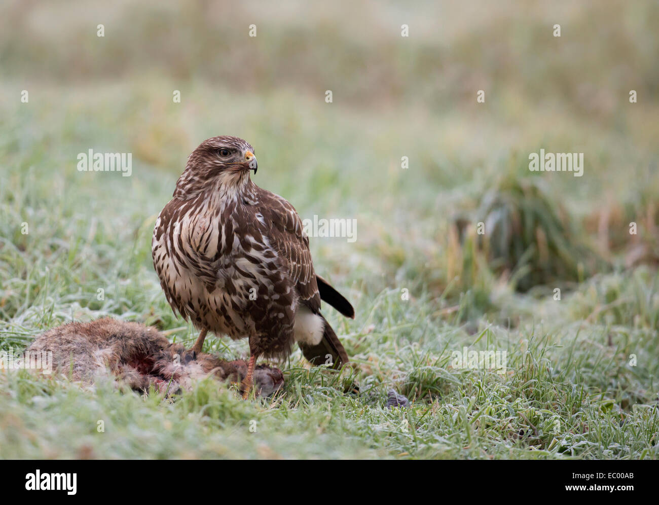 Wild Buse variable, Buteo buteo au sol se nourrissant d'un lapin Banque D'Images