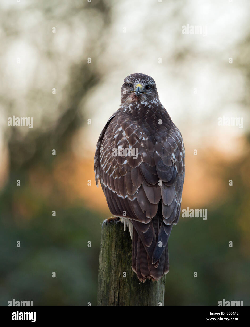 Wild Buse variable, Buteo buteo posés sur des post Banque D'Images