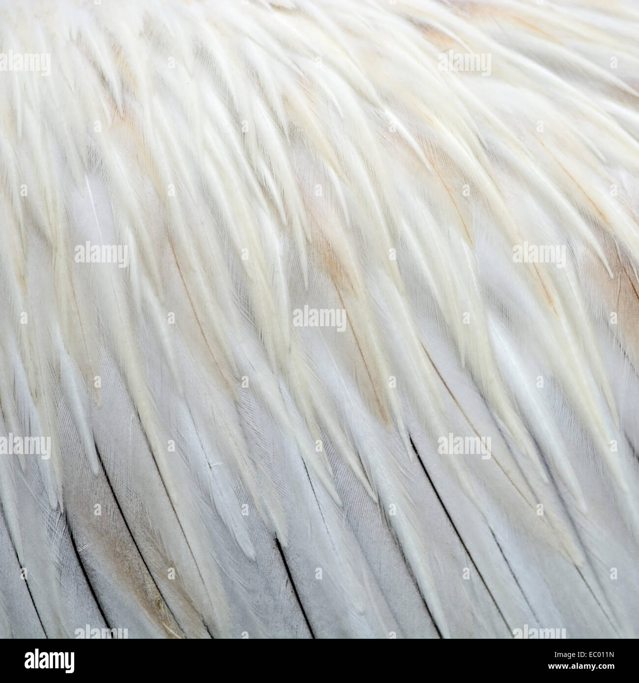 Résumé fond texture, plumes de Spot-billed Pelecanus Banque D'Images