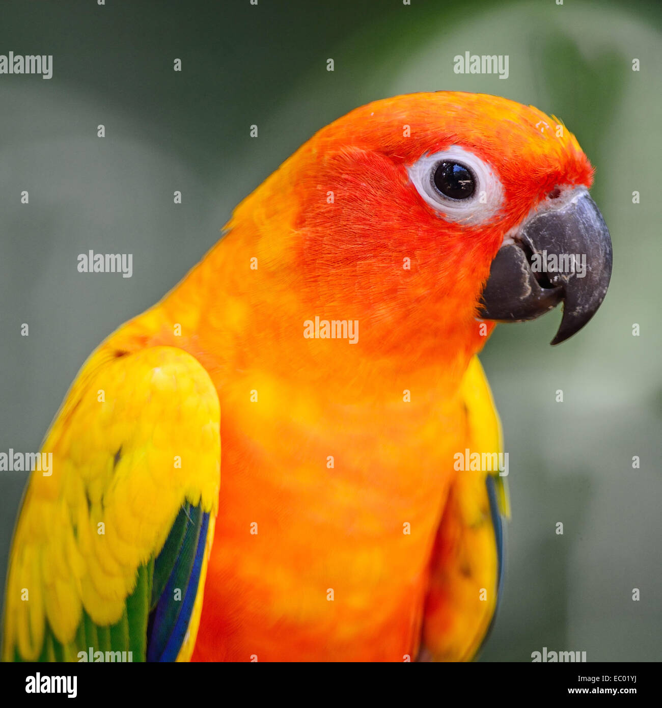 Colorful parrot, jaune soleil (Aratinga solstitialis) conure à tête, profile Banque D'Images