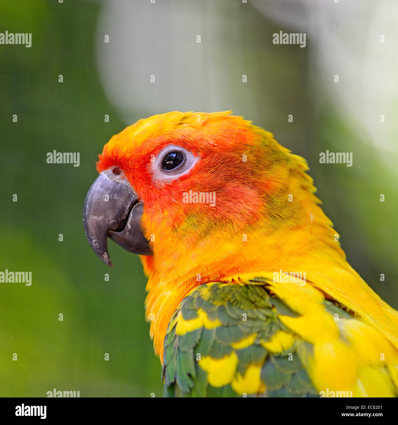 Colorful parrot, jaune soleil (Aratinga solstitialis) conure à tête, profile Banque D'Images