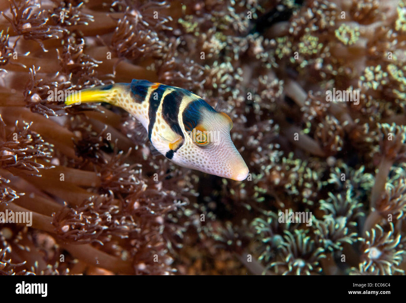 Black-sellé Toby (Canthigaster valentini) Banque D'Images