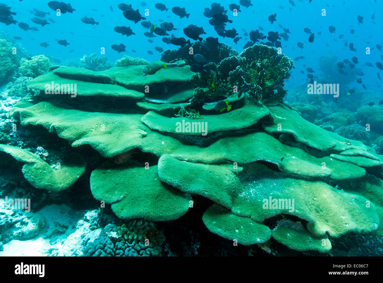 Swanggie au corail plaque Island, Indonésie Banque D'Images