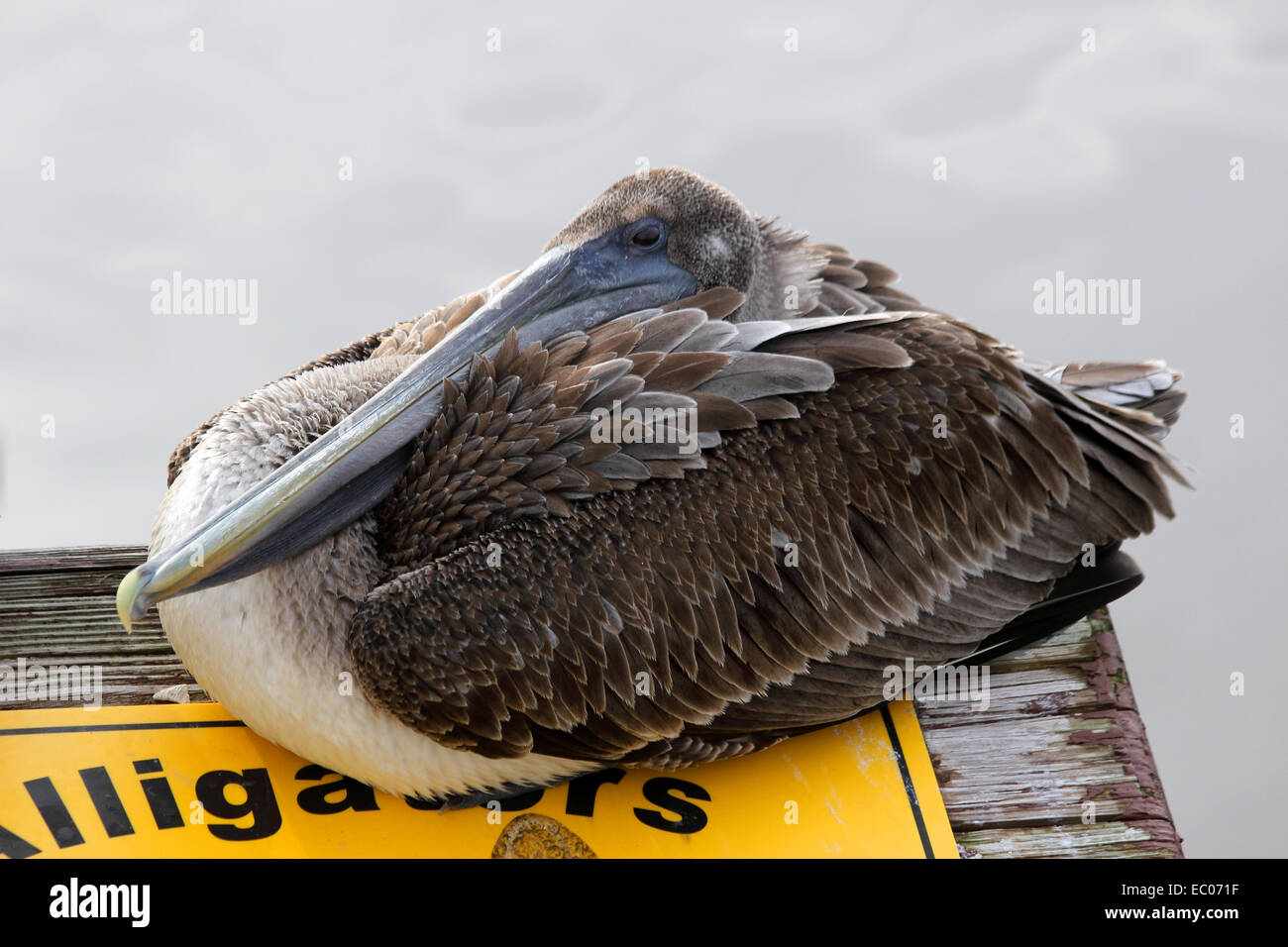 Un pélican se reposant le long d'un estuaire côtier en Caroline du Sud Banque D'Images