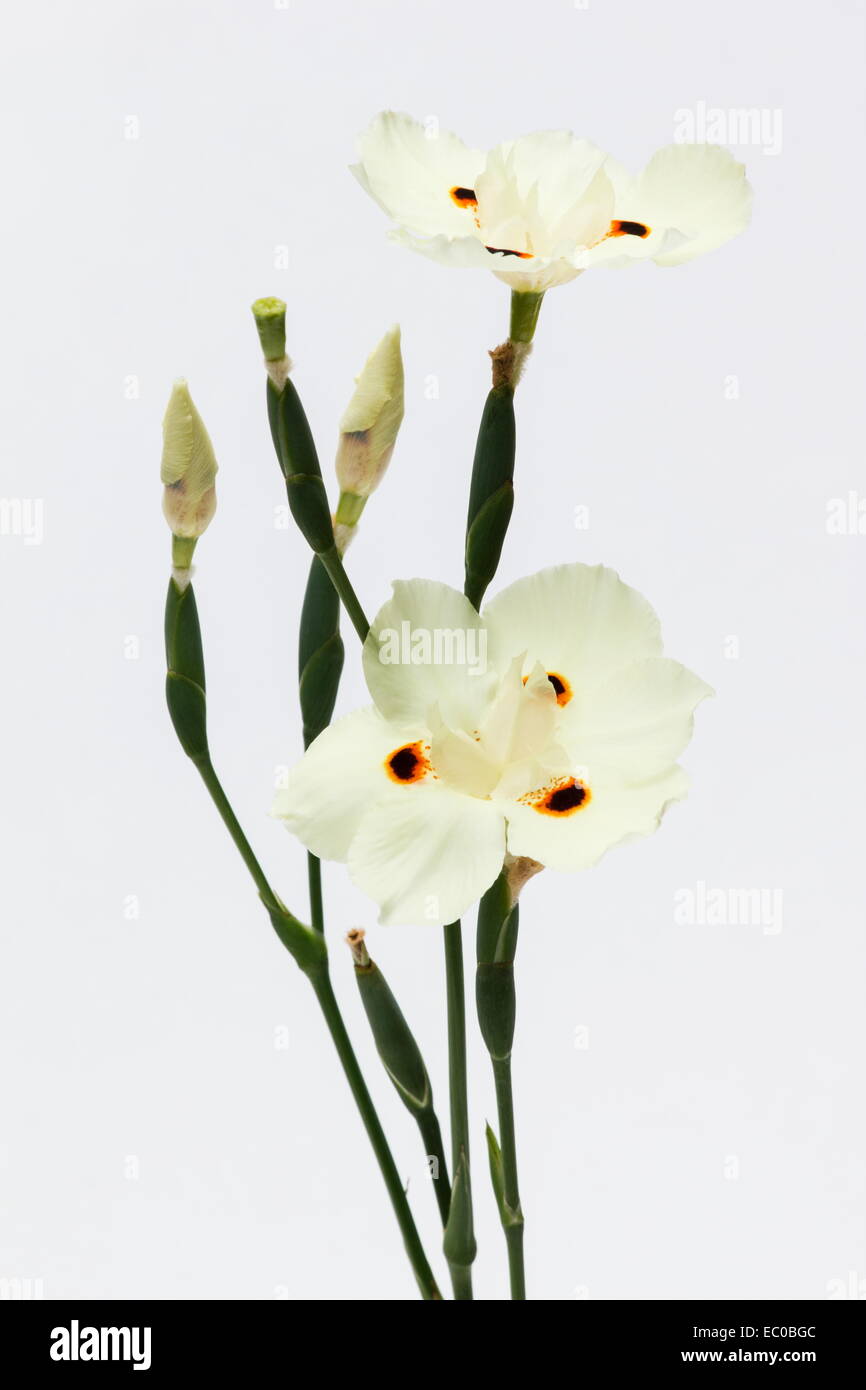 Wild iris Dietes bicolor (jaune) sur fond blanc Banque D'Images