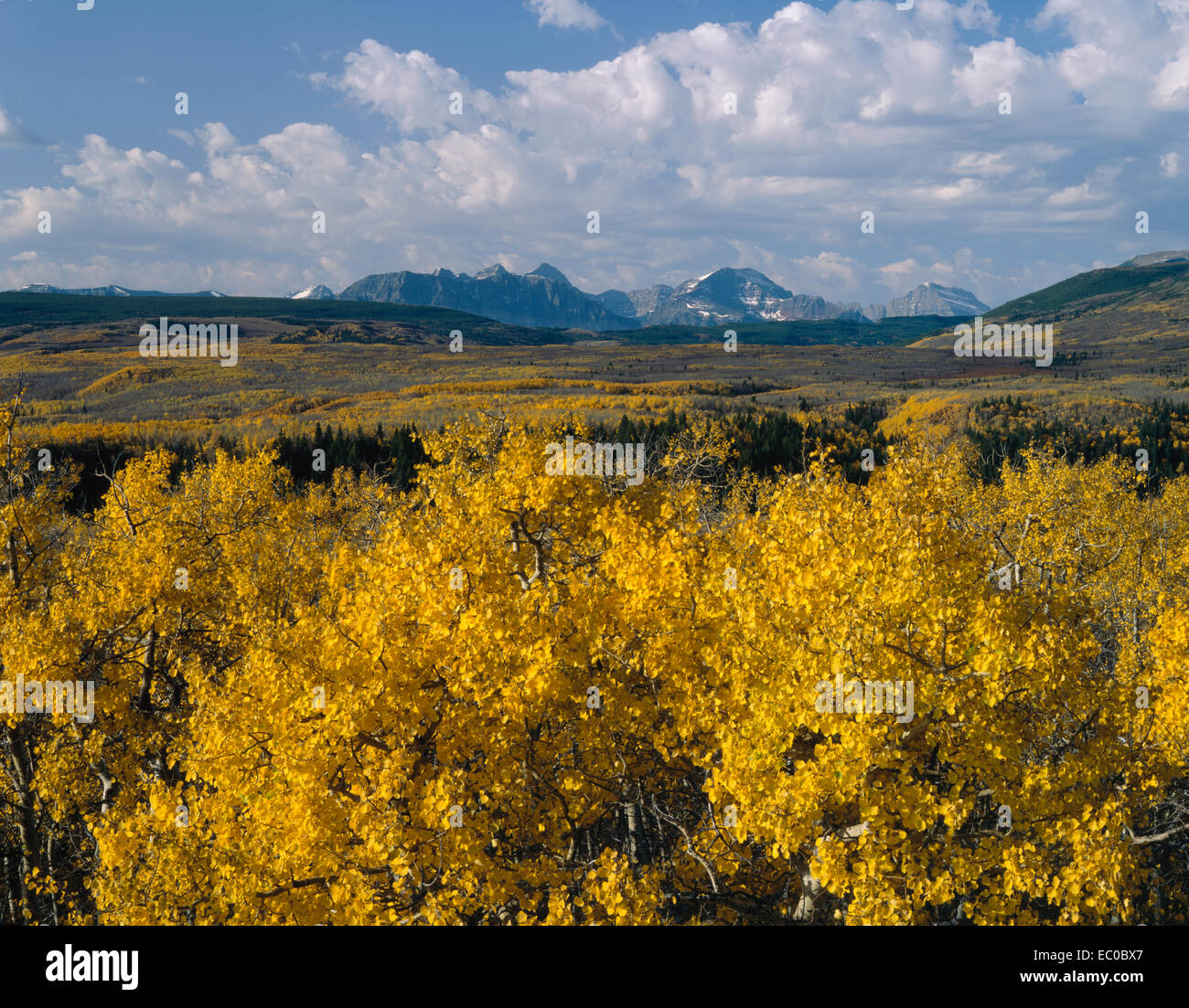 Aspens jaune à l'automne avec des pics de montagne. Le Glacier National Park, Montana Banque D'Images