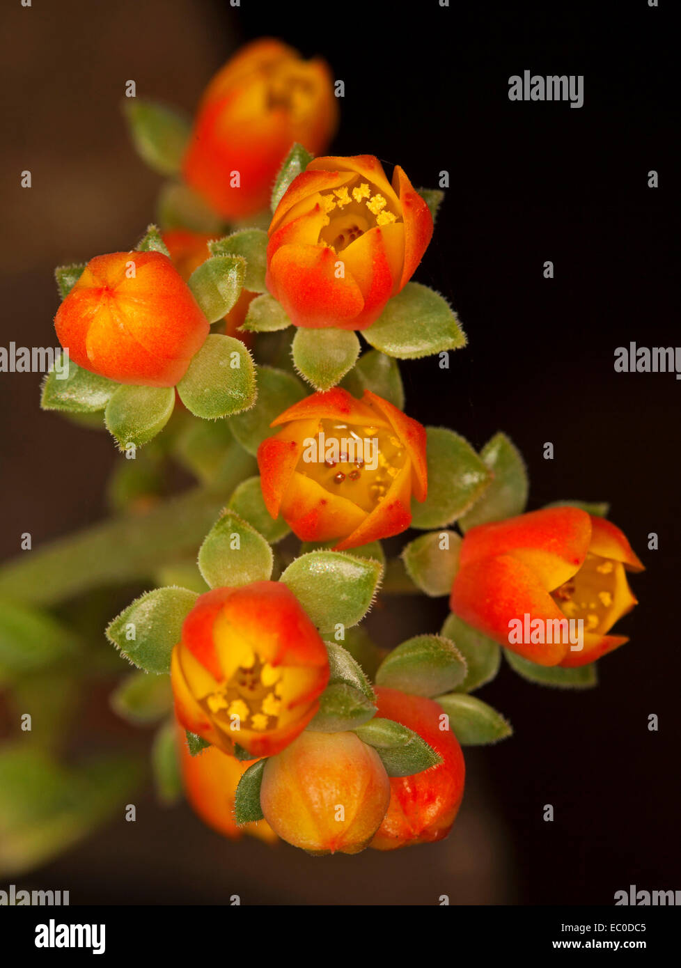 Belles fleurs rouge / orange vif et vert 'quitte' de plante succulente Echeveria 'Dondo' sur fond noir Banque D'Images