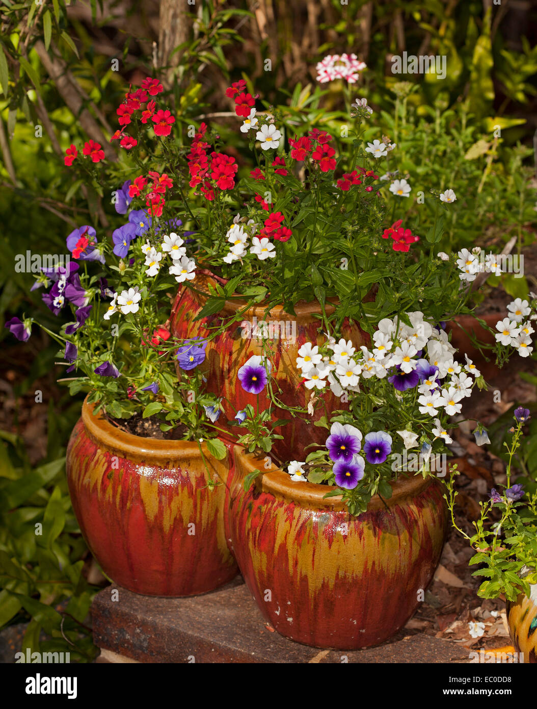 Les couleurs de l'image de la floraison des annuelles, violet, rouge et blanc pensées & nemesias déversant de pots décoratifs fraise étagée Banque D'Images