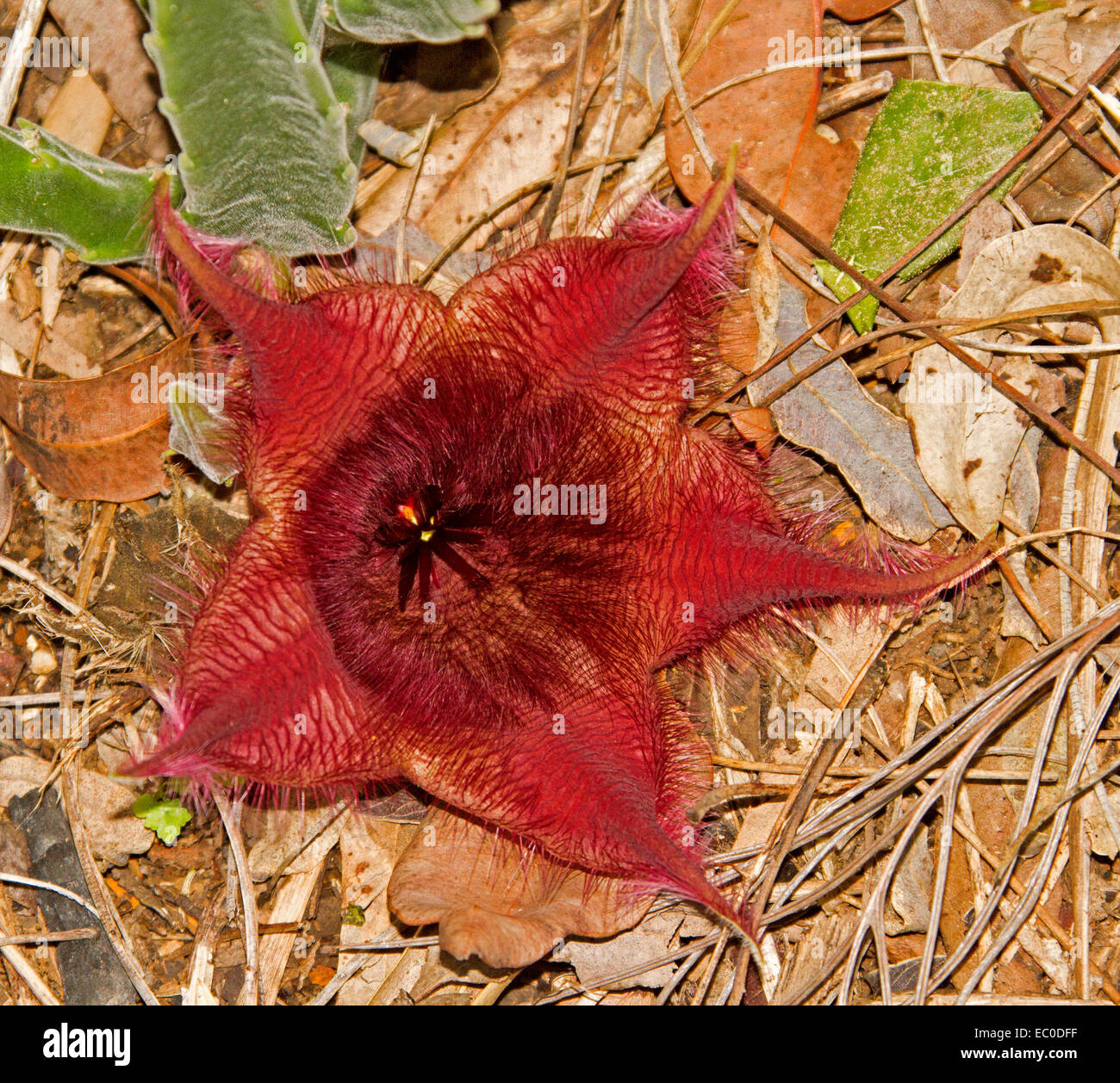 Fluffy inhabituelles fleurs rouge sombre de Stapelia hirsuta, une plante succulente tolérant la sécheresse Banque D'Images