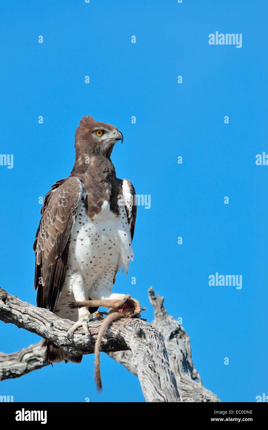 (Polemaetus bellicosus Martial Eagle),sur une branche, avec la queue et la patte d'un cat dans ses serres, Etosha, Namibie, Afrique Banque D'Images