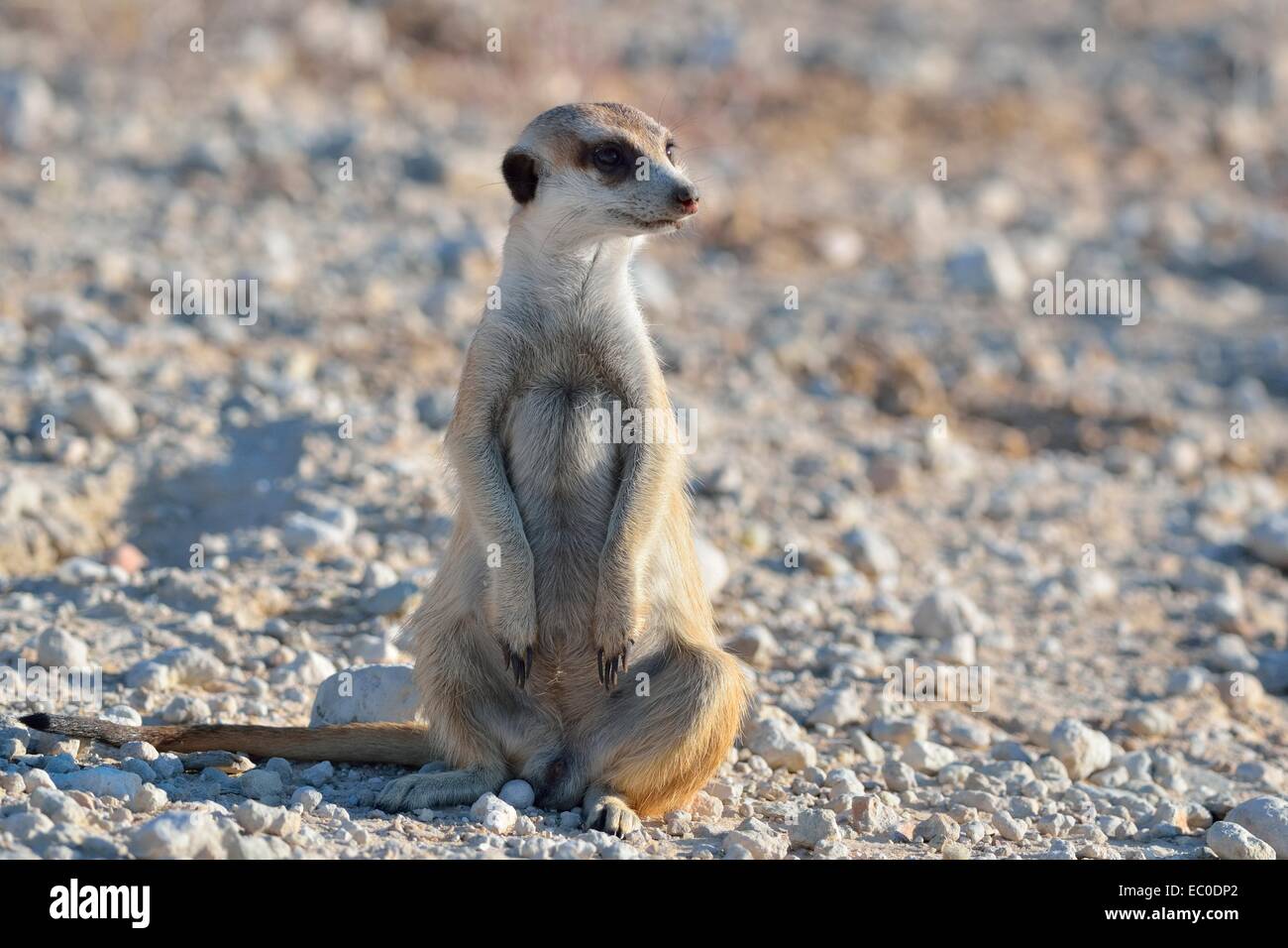 Meerkat (Suricata suricatta), mâle adulte, assis le long d'une route de gravier, Kgalagadi Transfrontier Park, Northern Cape, Afrique du Sud Banque D'Images