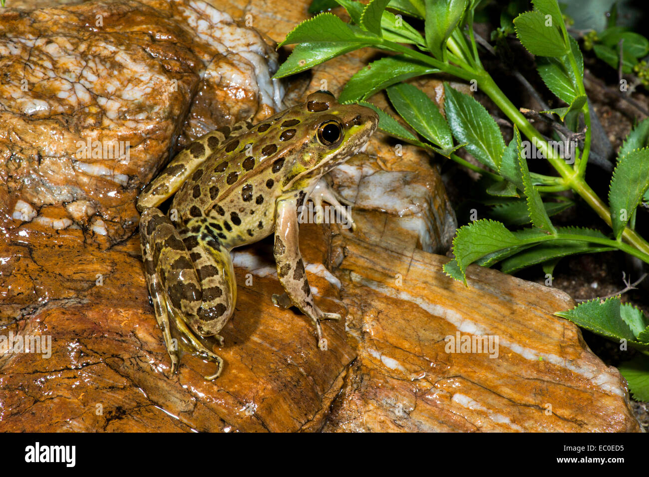 La grenouille léopard de plaine Lithobates yavapaiensis Catalina, comté de Pima, Arizona, United States 9 juin des profils des Ranidés T Banque D'Images