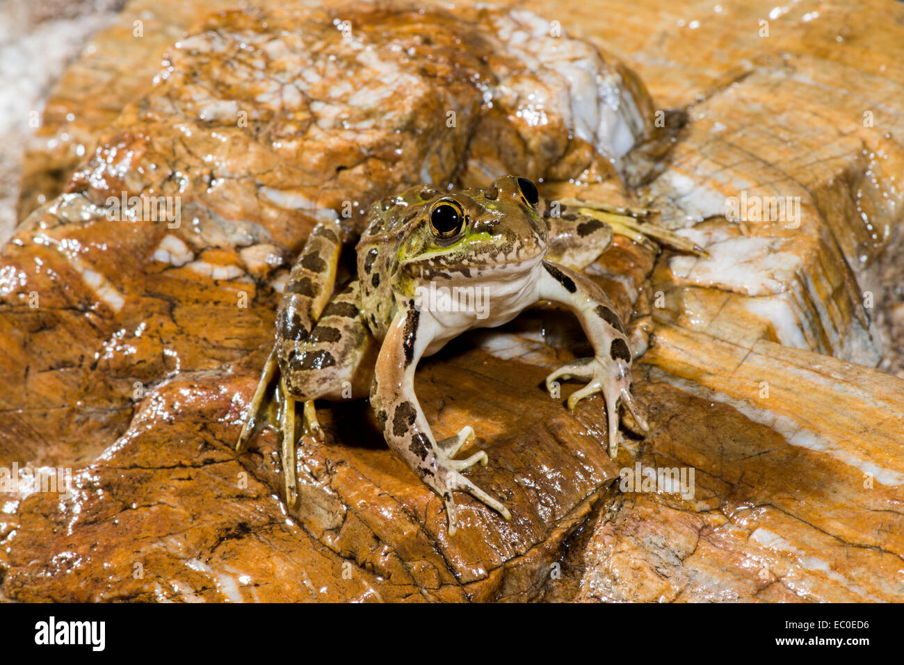 La grenouille léopard de plaine Lithobates yavapaiensis Catalina, comté de Pima, Arizona, United States 9 juin des profils des Ranidés Banque D'Images