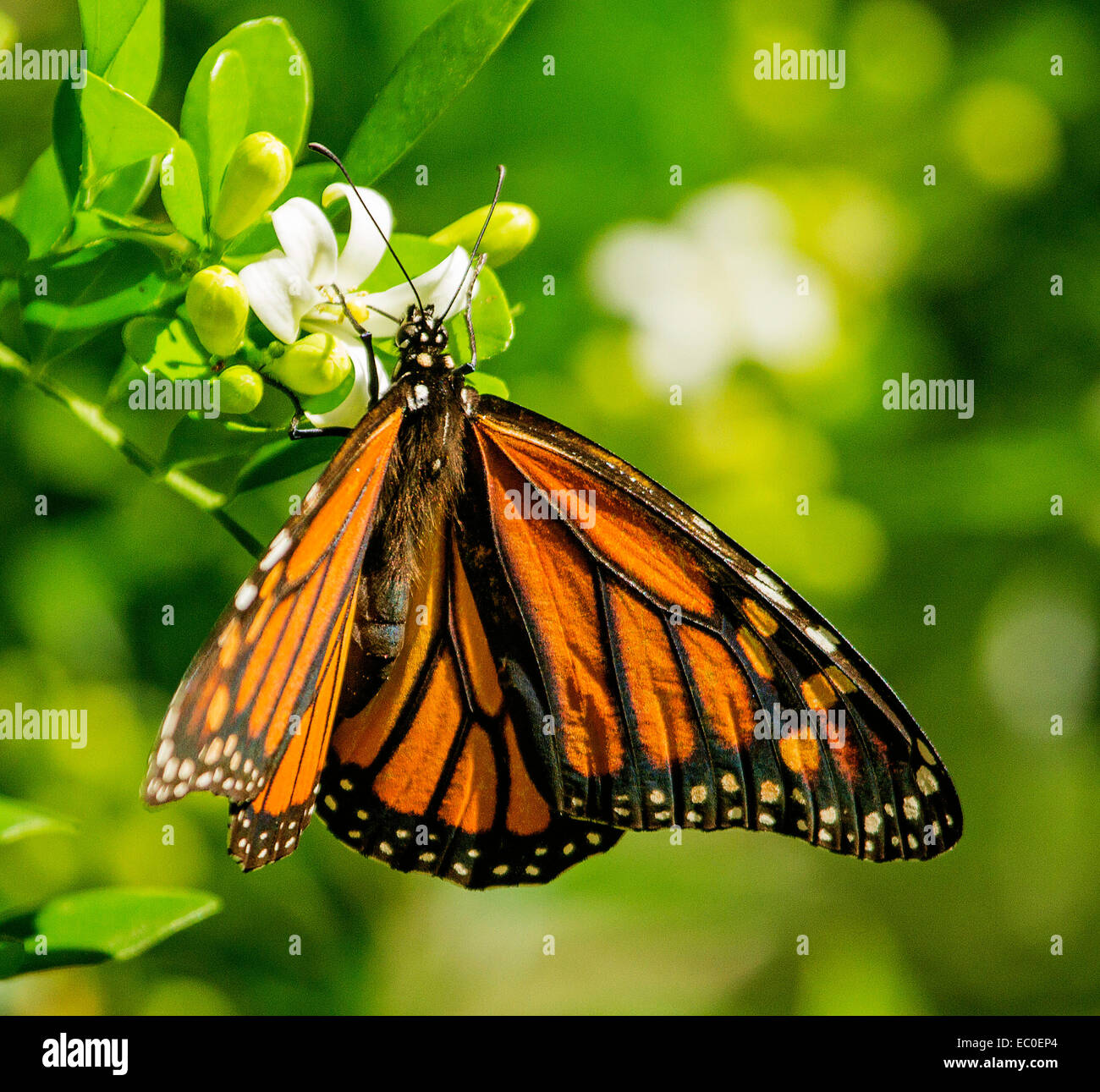 Belle orange & black Wanderer / papillon monarque, Danaus plexippus, sur les fleurs blanches de Murraya paniculata avec green bkgd Banque D'Images