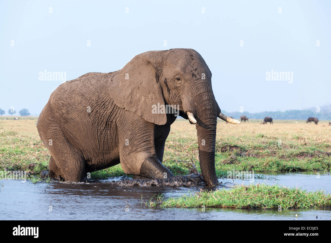 L'éléphant africain (Loxodonta africana) dans l'eau, le Parc National de Chobe, Botswana, Banque D'Images