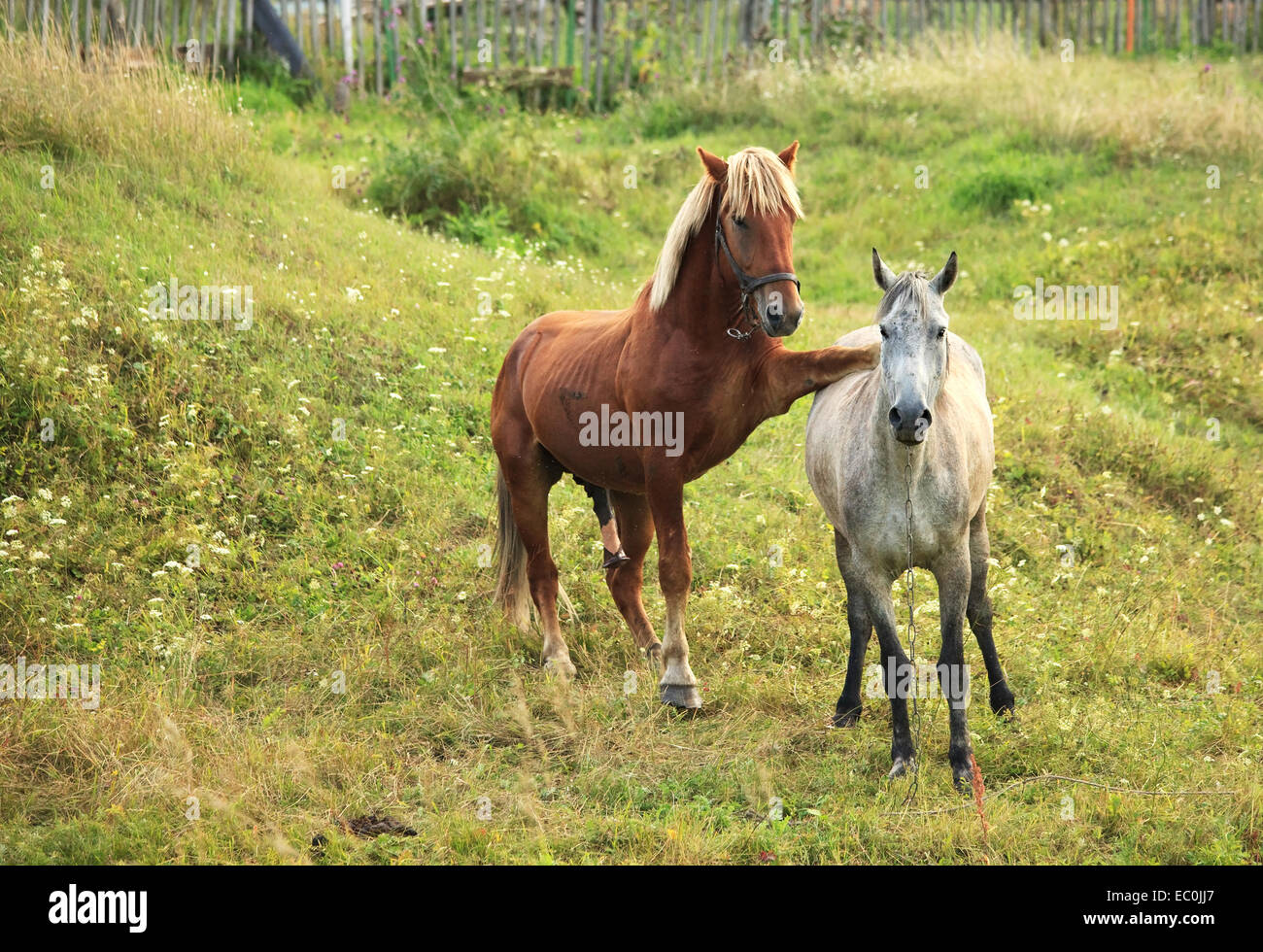 Les chevaux d'attelage. Banque D'Images