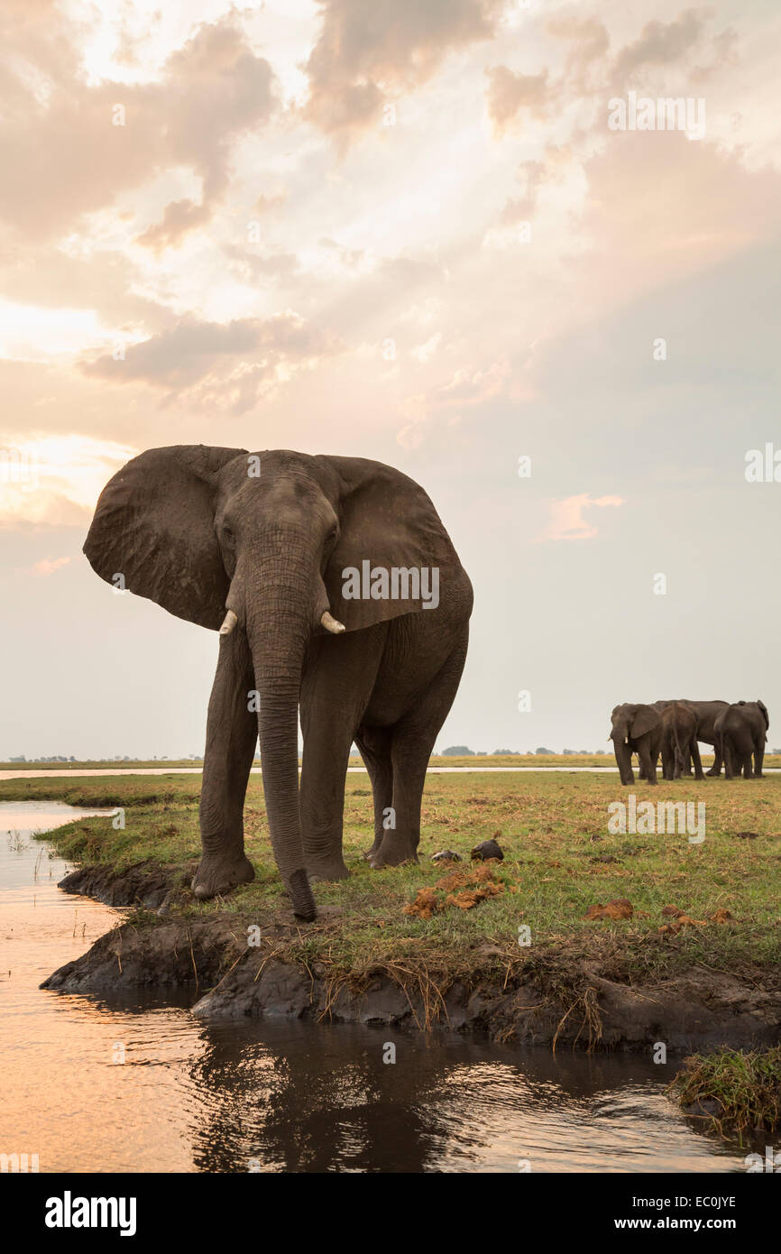 L'éléphant africain (Loxodonta africana), le Parc National de Chobe, au Botswana Banque D'Images