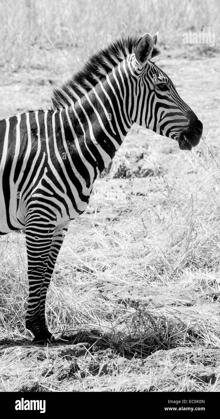 Zebra en noir et blanc Banque D'Images