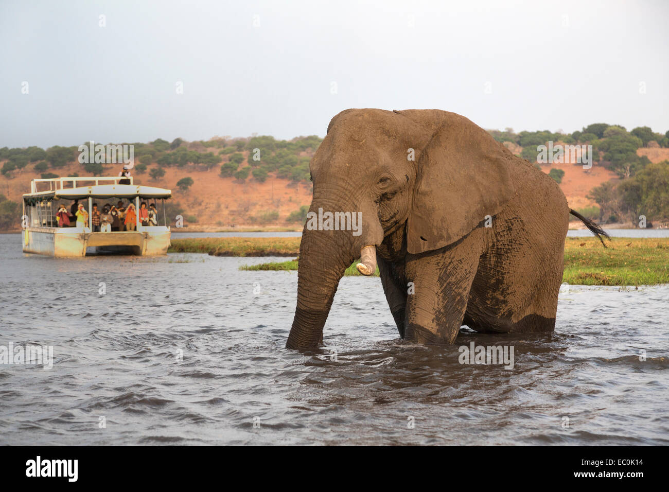 L'éléphant africain (Loxodonta africana) et les touristes, le Parc National de Chobe, au Botswana Banque D'Images