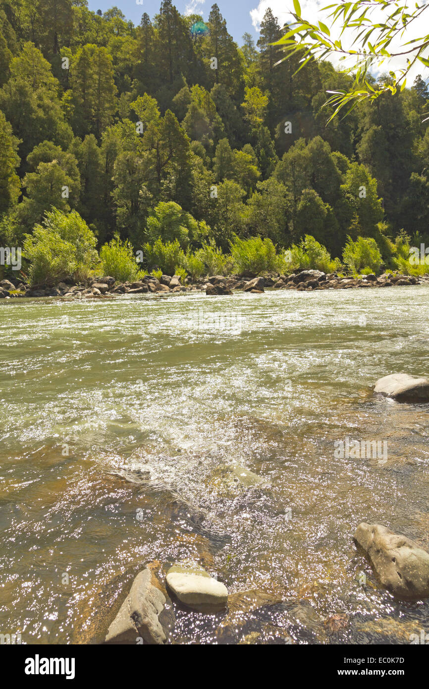 Le Bio Bio river en passant par Nalcas Réserve Nationale, parc national. Patagonie chilienne, Chili. Banque D'Images