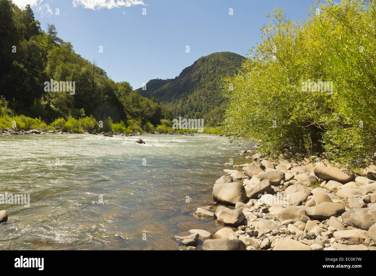 Le Bio Bio river en passant par Nalcas Réserve Nationale, parc national. Patagonie chilienne, Chili. Banque D'Images