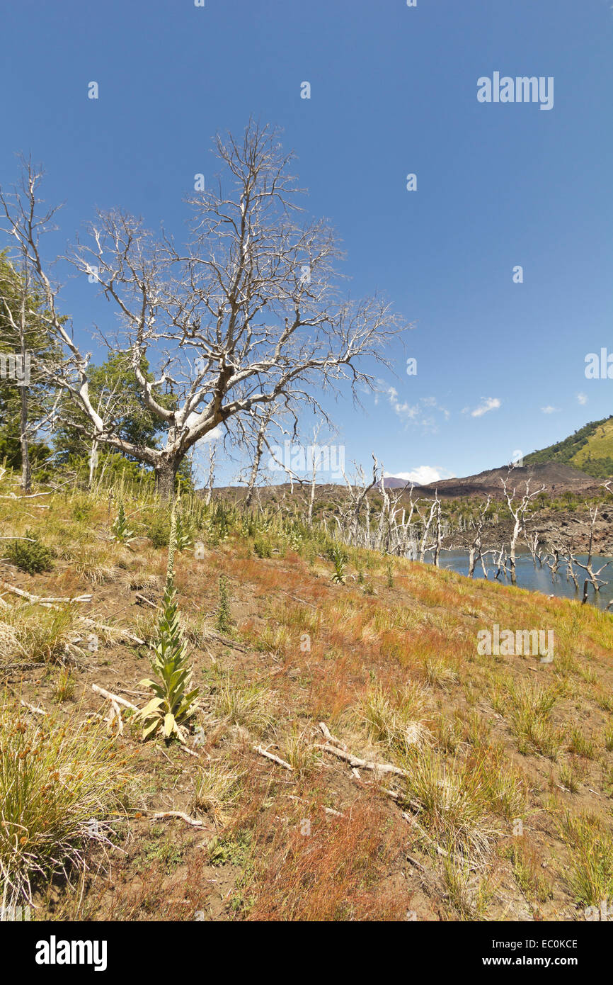 Le lac El Escorial et forêt pétrifiée par l'action de la lave volcanique. Nalcas Réserve Nationale, parc national. La Patagonie chilienne Banque D'Images