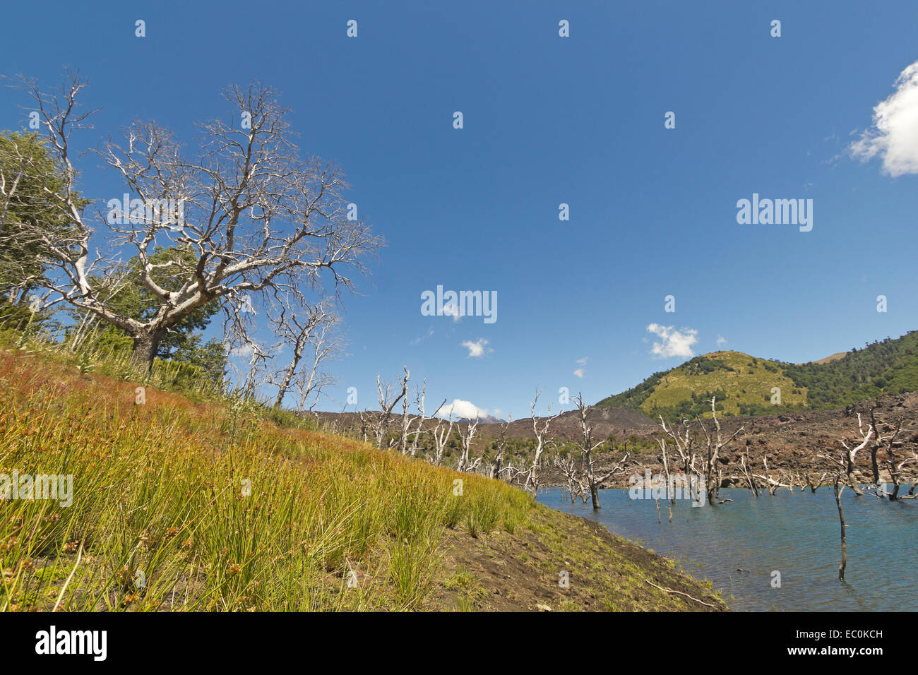 Le lac El Escorial et forêt pétrifiée par l'action de la lave volcanique. Nalcas Réserve Nationale, parc national. La Patagonie chilienne Banque D'Images