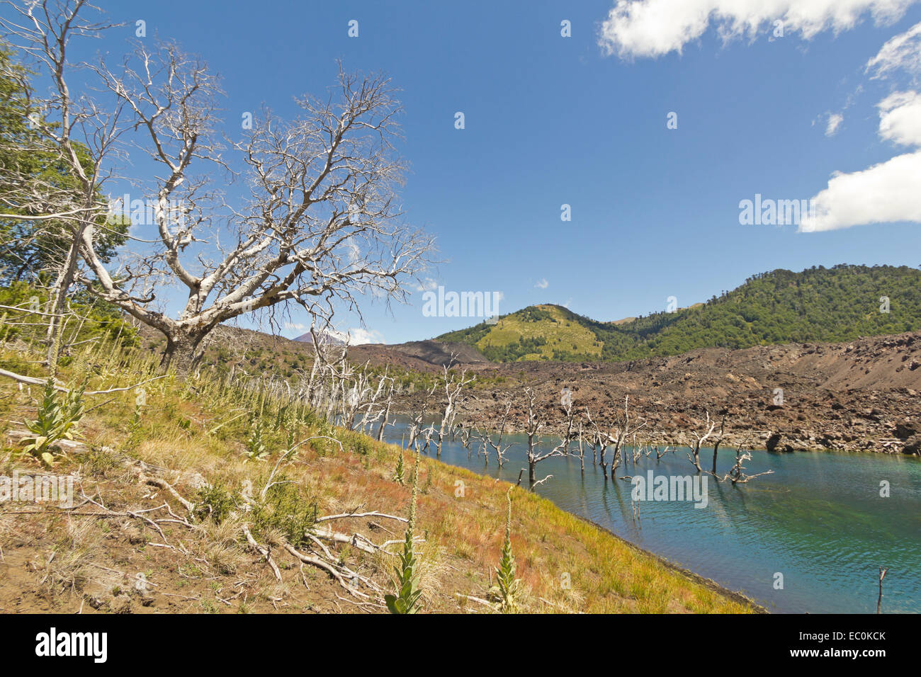 Le lac El Escorial et forêt pétrifiée par l'action de la lave volcanique. Nalcas Réserve Nationale, parc national. La Patagonie chilienne Banque D'Images